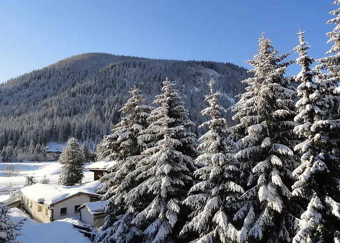 Riedwiese دافوس